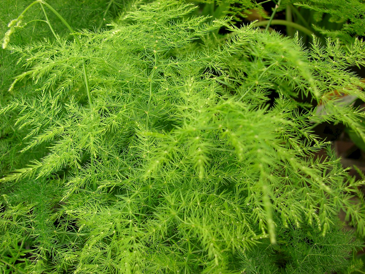 Представитель Семейства Asparagaceae